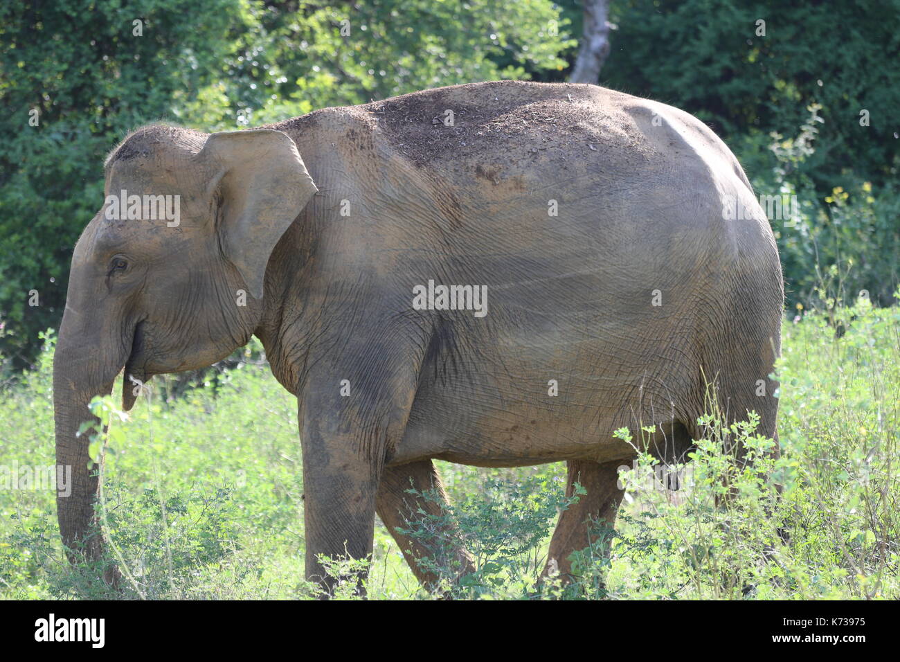Asian Elephant, Sri lanka, Asia, Kitigala Reserve Stock Photo