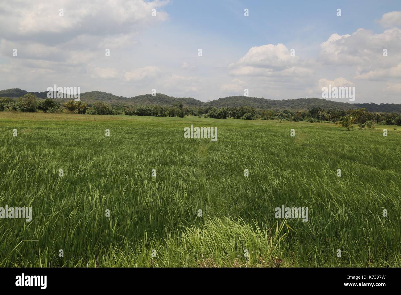 Rice Paddy Field, Central Sri Lanka, Mountains in the background Stock Photo