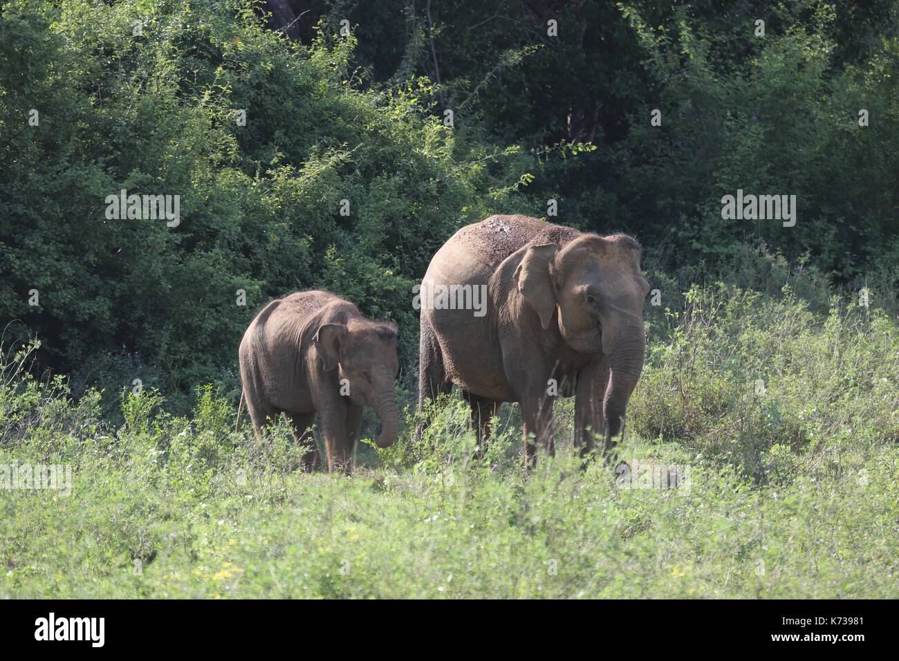 Mother and Baby Elephant, Kitigala Nature Reserve, Sri Lanka Stock Photo