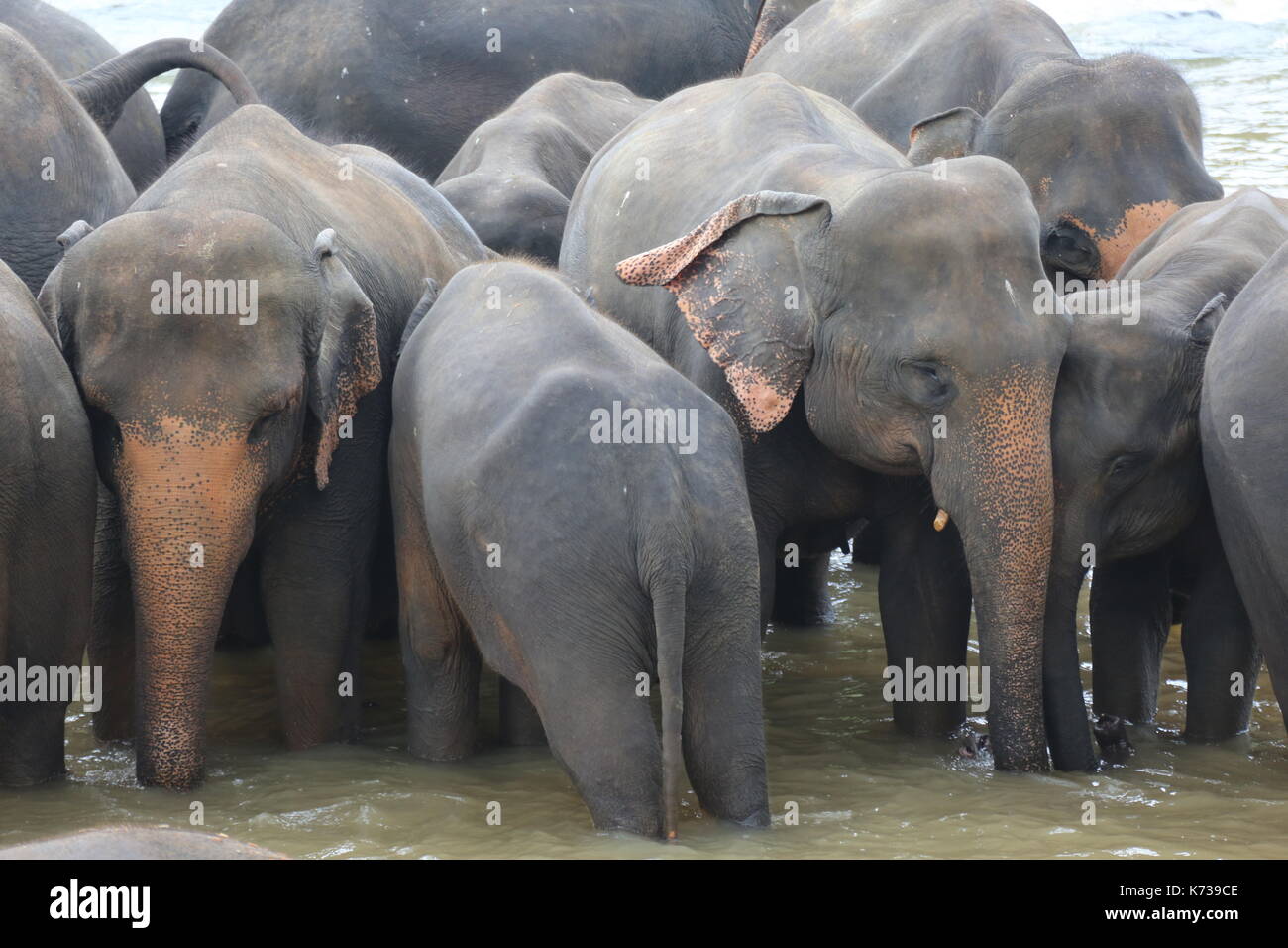 Asian Elephants playing in the river, Sri Lanka Stock Photo