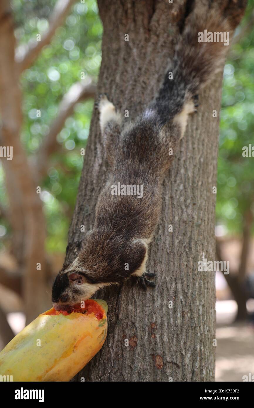 Sri Lankan Grizzled Giant Squirrel Stock Photo