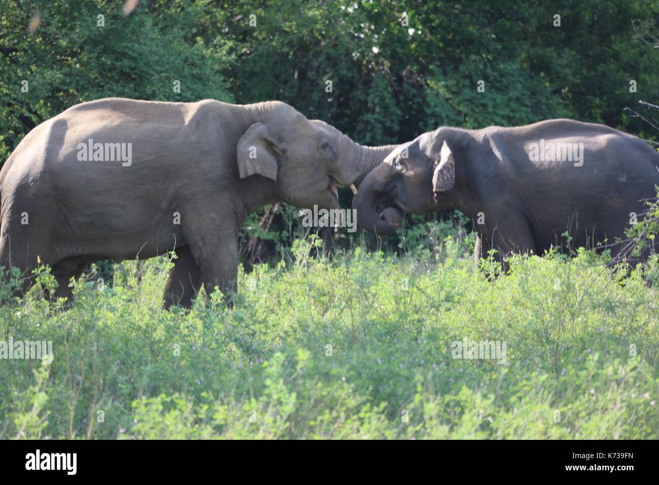 Elephants at Kaudulla National Park Stock Photo