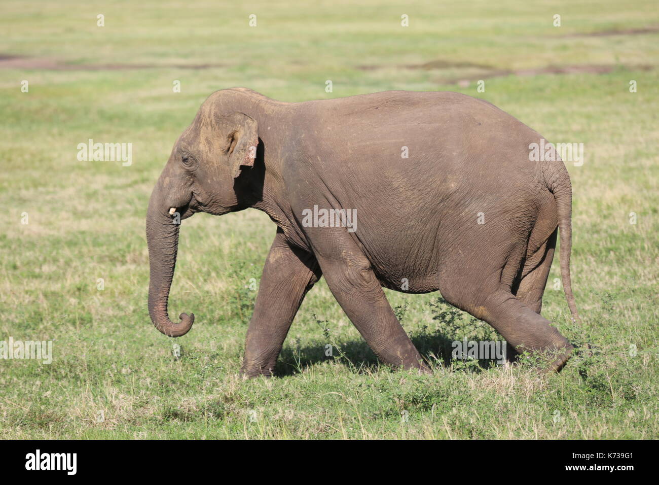 Elephants at Kaudulla National Park Stock Photo