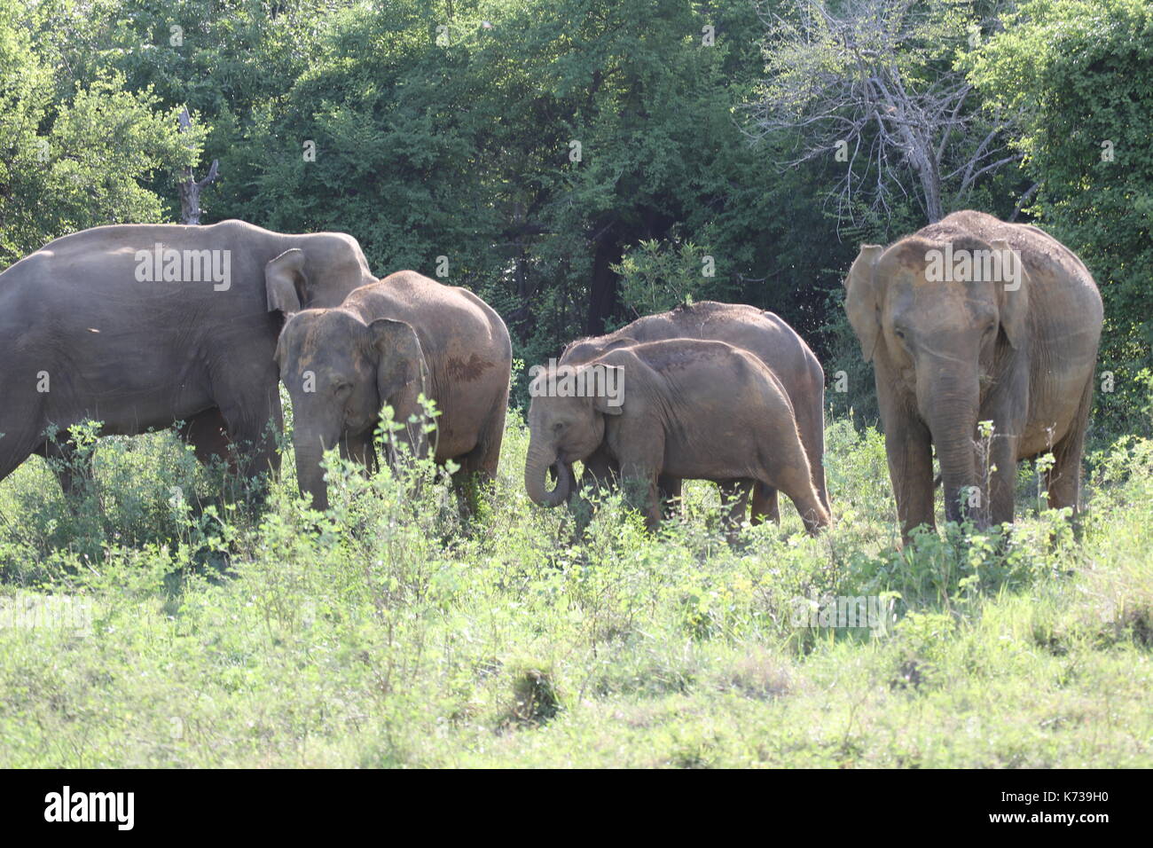 Elephants at Kaudulla National Park Stock Photo