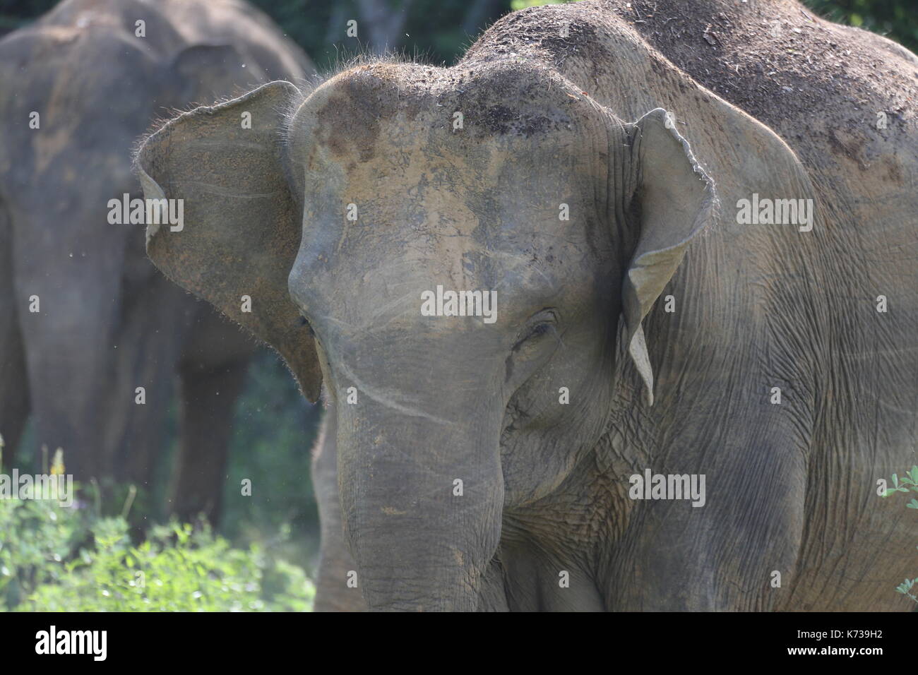 Elephants at Kaudulla National Park Stock Photo