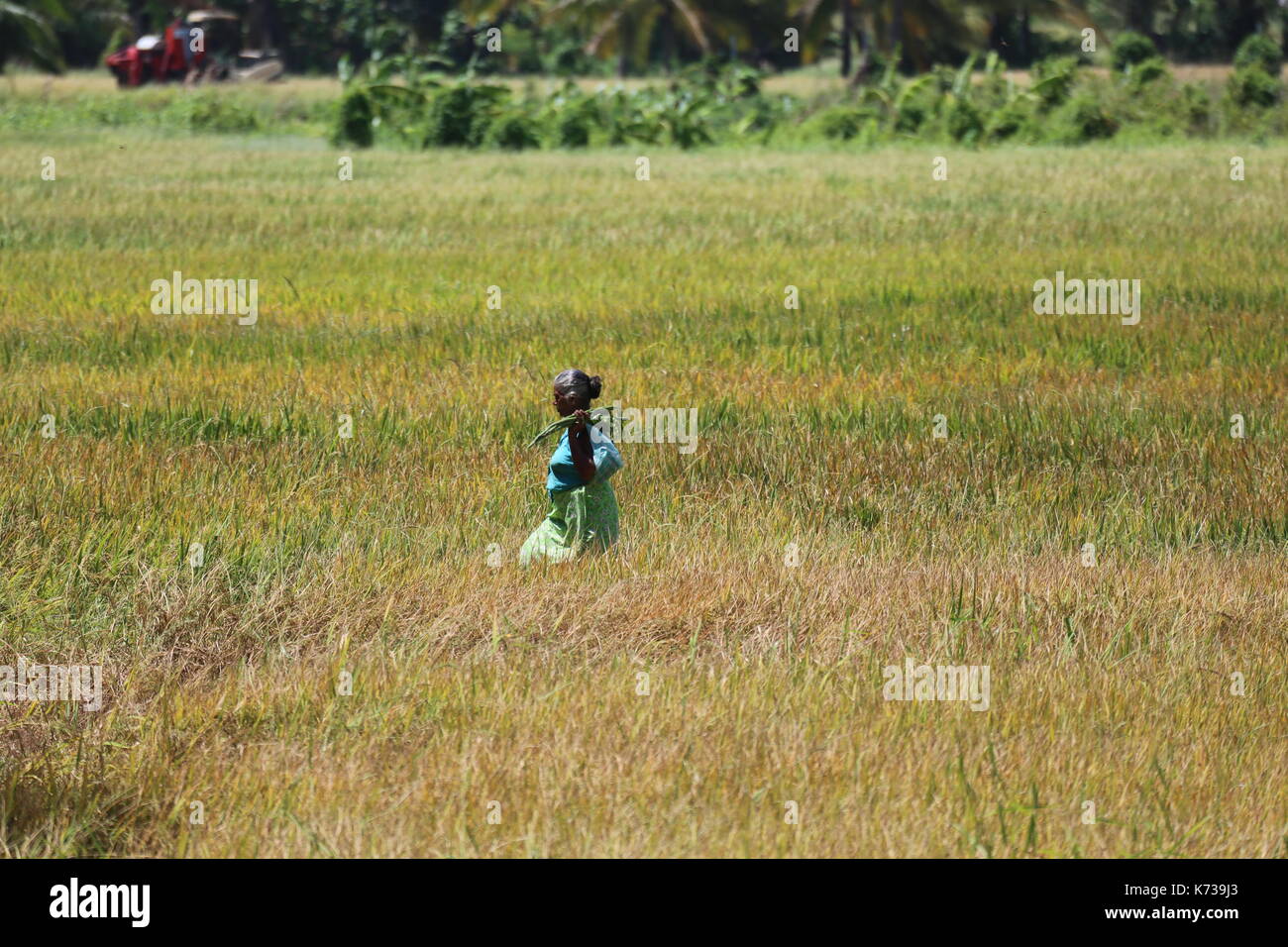 Sri Lankan, Rice Paddy Field Worker, Asia Stock Photo