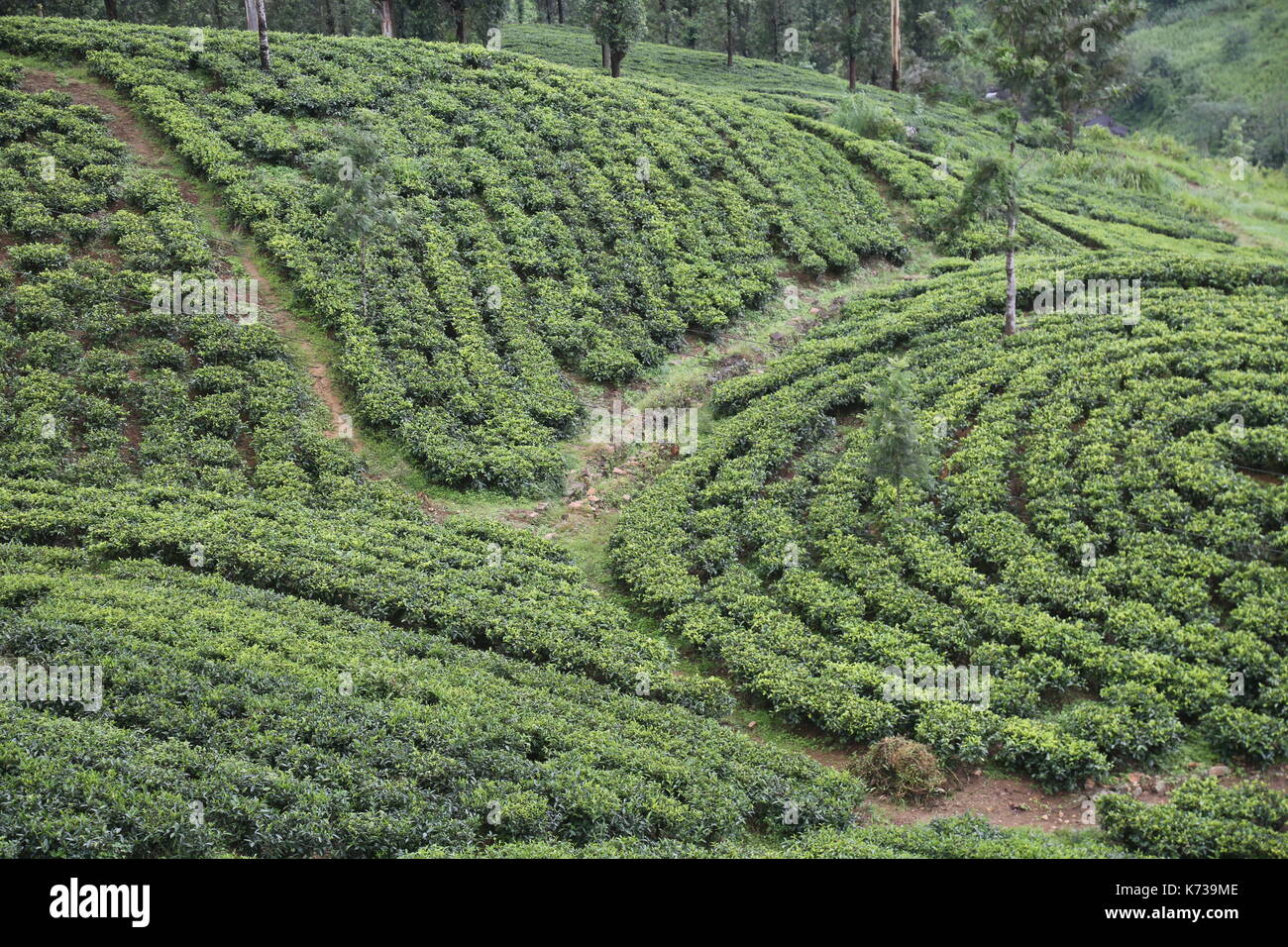 Sri Lanka Tea Plantation, South East Asia, Hill Country, Tea Pickers, Tea Estate, Tea Picker, Tea Crop, Ceylon Tea, English Breakfast Tea, Agriculture Stock Photo