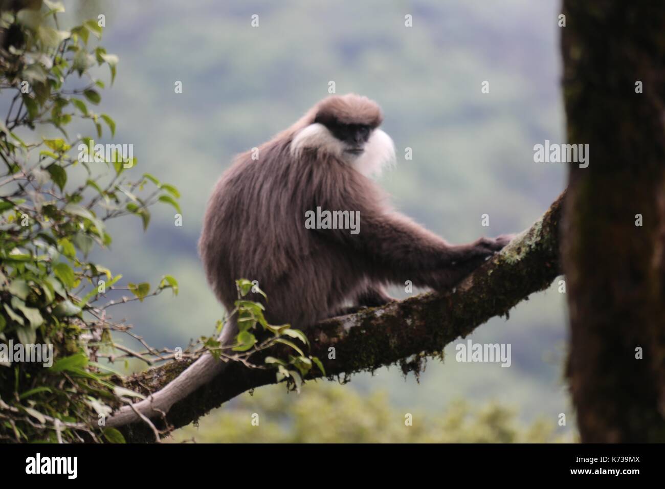 Purple-faced langur, Bear Monkey Sri Lanka Stock Photo