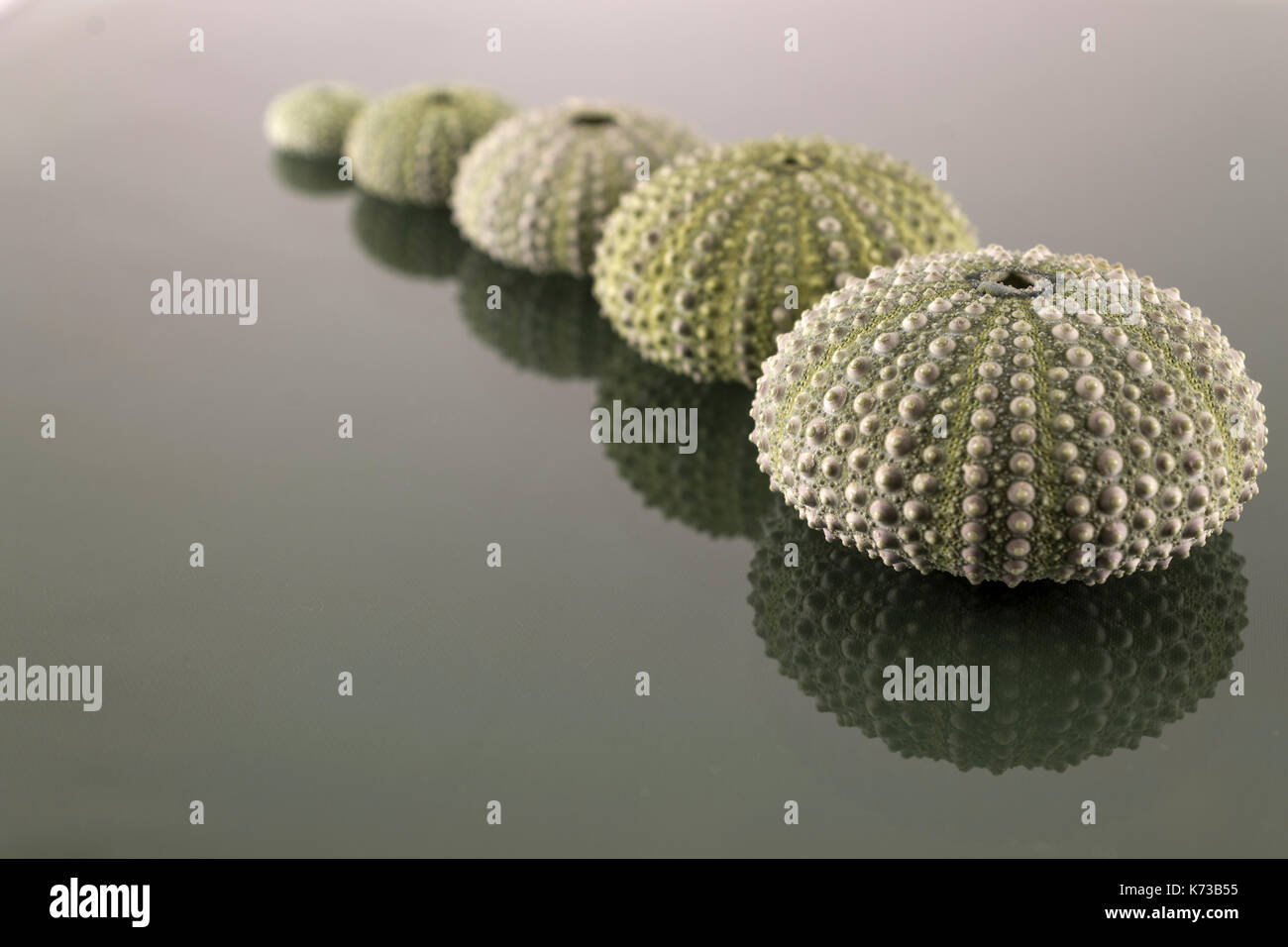 Sea urchin shell in studio Stock Photo
