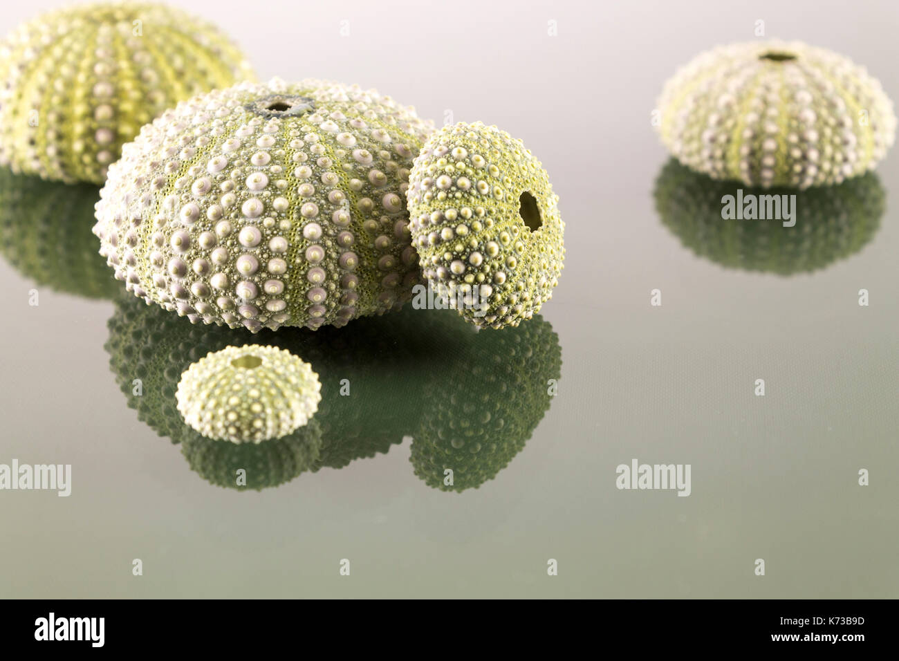 Sea urchin shell in studio Stock Photo