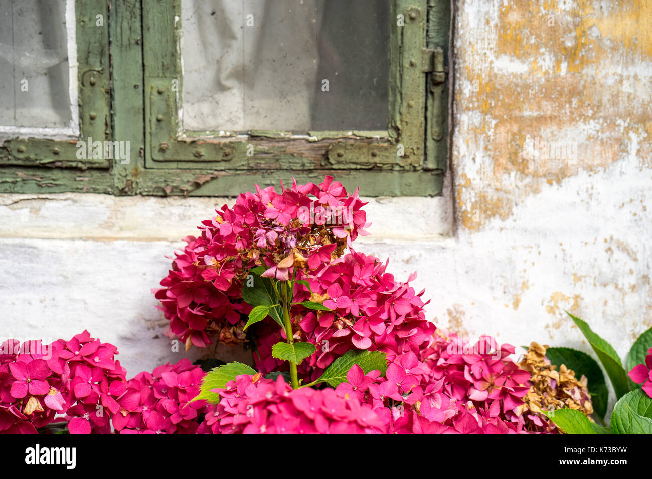 Hydrangea in splendid red bloom, growing up in front of old building with green cracked painted window Stock Photo
