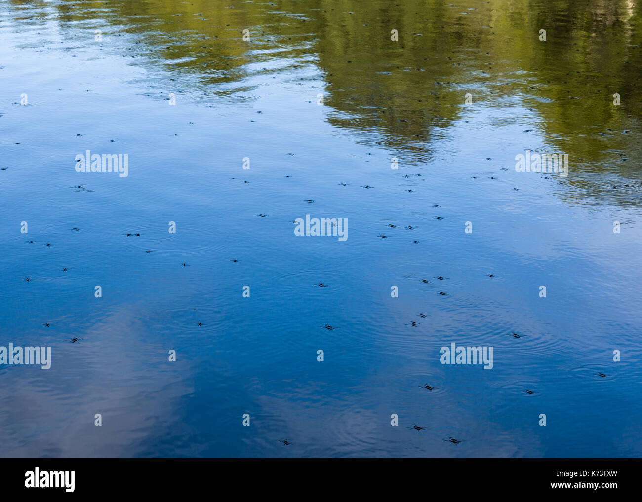 Insects on river water surface  Model Release: No.  Property Release: No. Stock Photo