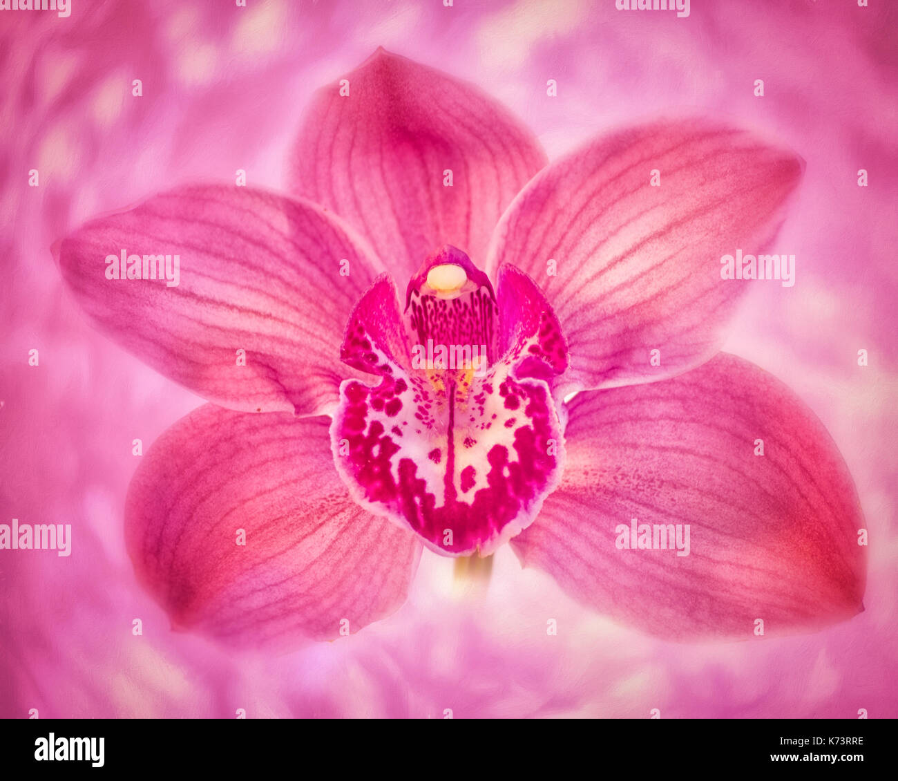 Pink Cattleya Lilly on pink swirl background Stock Photo