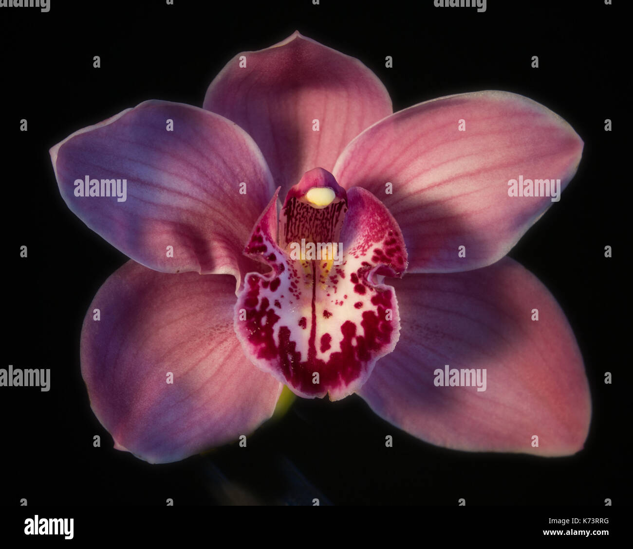 Pink Cattleya Lilly on Black Stock Photo