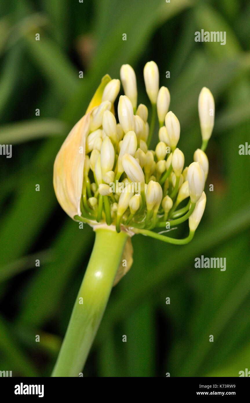Flowers. African Blue Lily Stock Photo