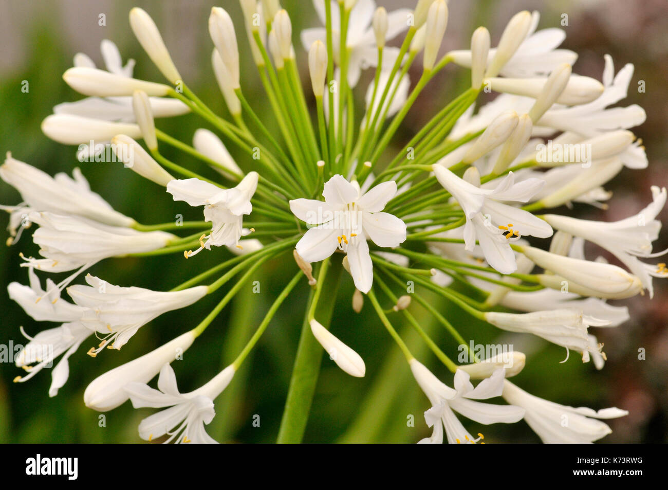 Flowers. African Blue Lily Stock Photo