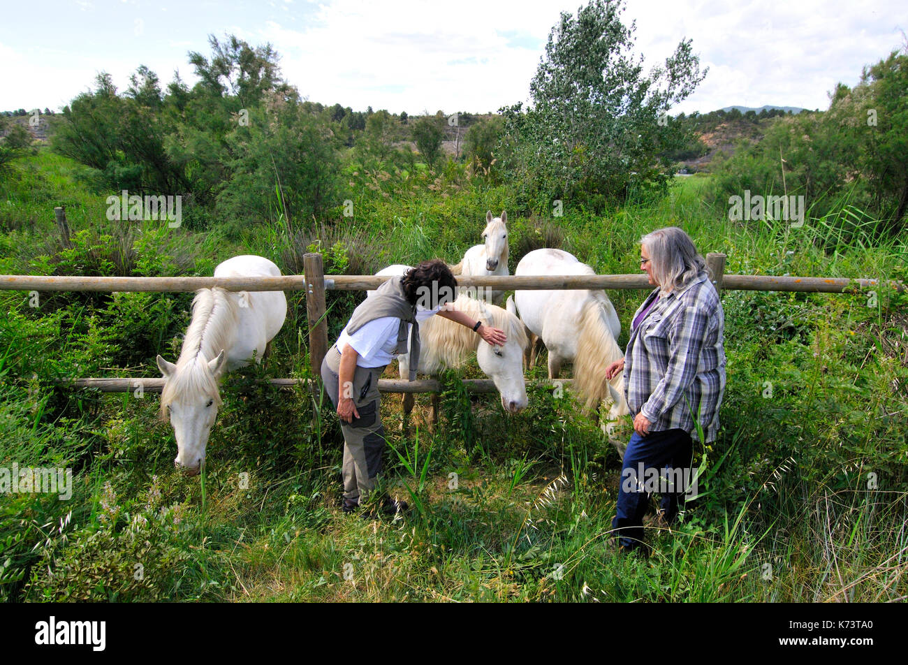 Girls with White horses Stock Photo