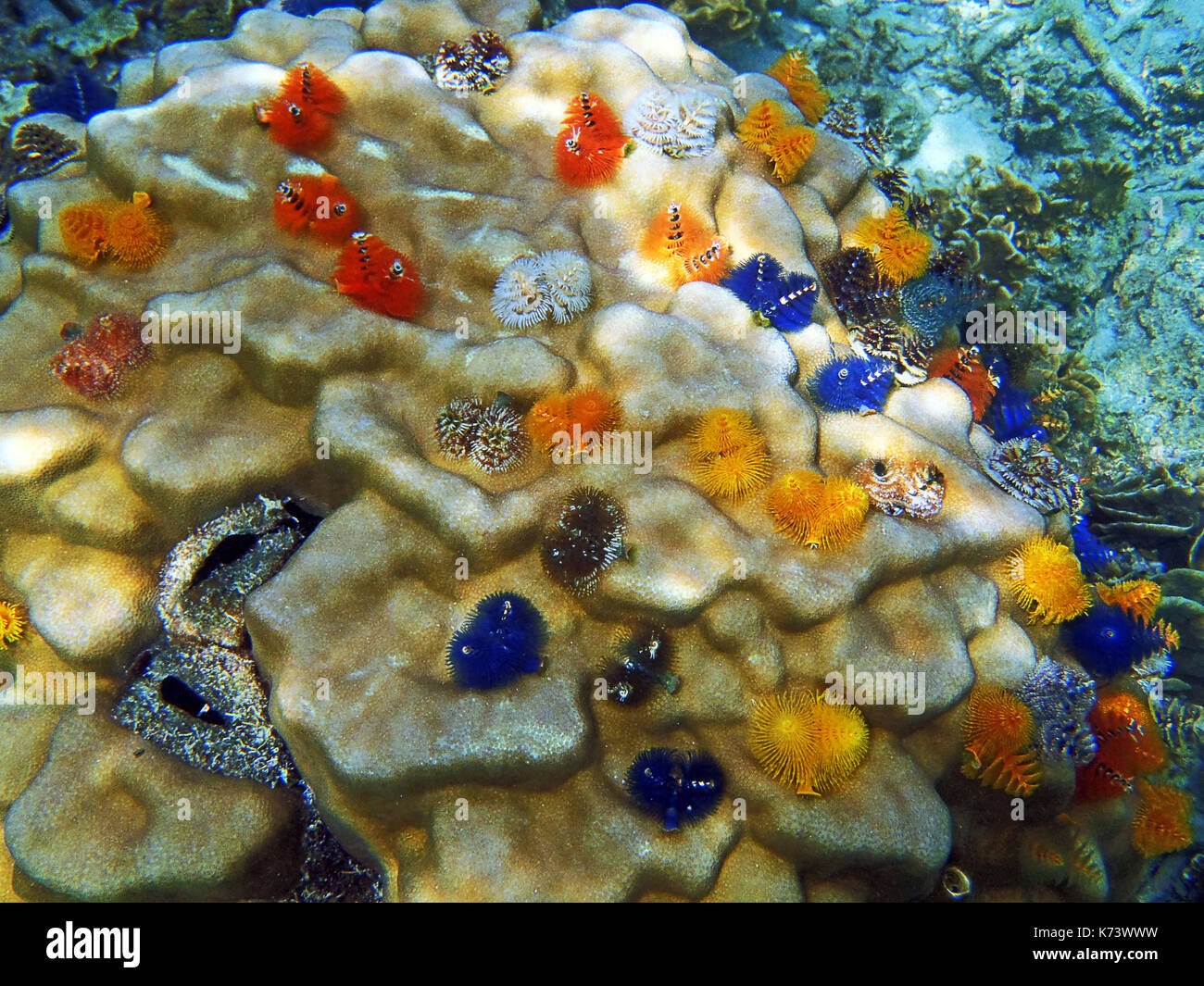 Underwater marine life, Christmas tree worms, Spirobranchus giganteus