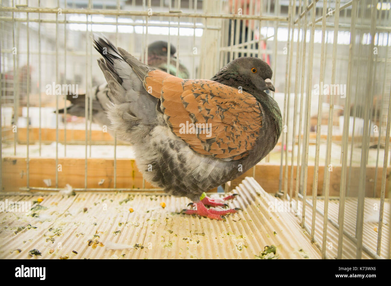 National exhibition of young rabbits,poultry and pigeons 2017 (Animal