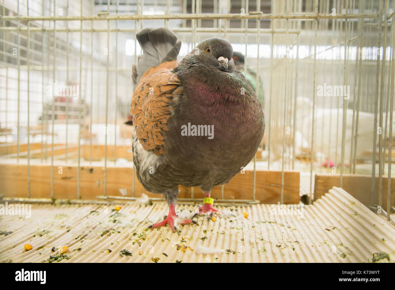 National exhibition of young rabbits,poultry and pigeons 2017 (Animal