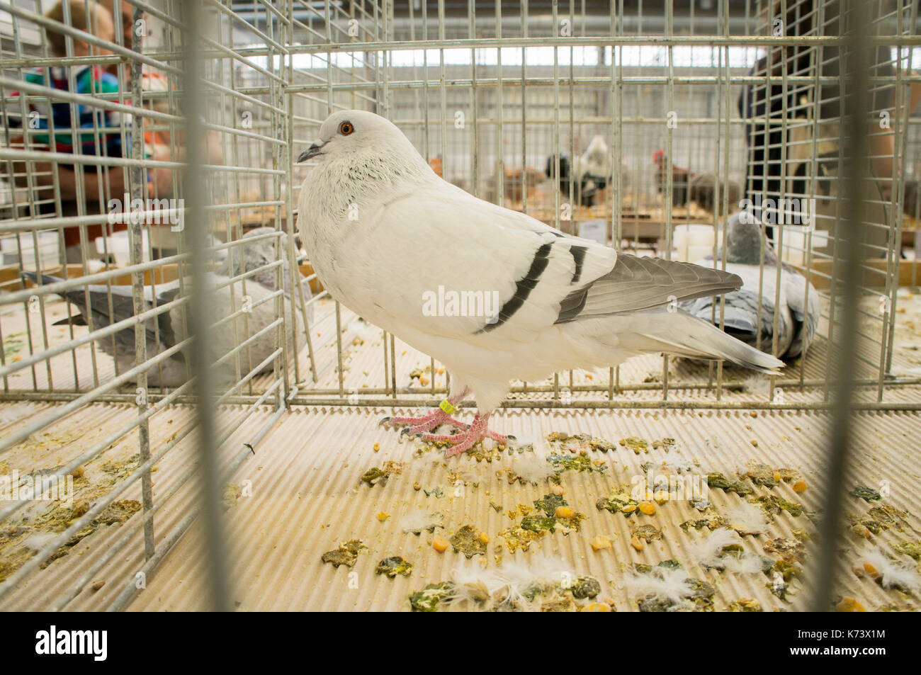 National exhibition of young rabbits,poultry and pigeons 2017 (Animal