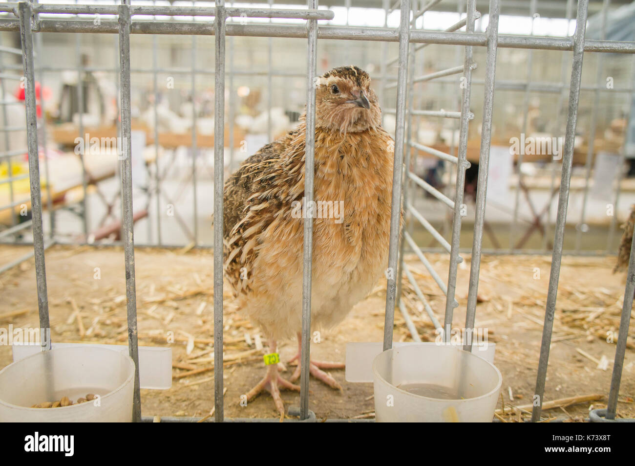 National exhibition of young rabbits,poultry and pigeons 2017 (Animal ...