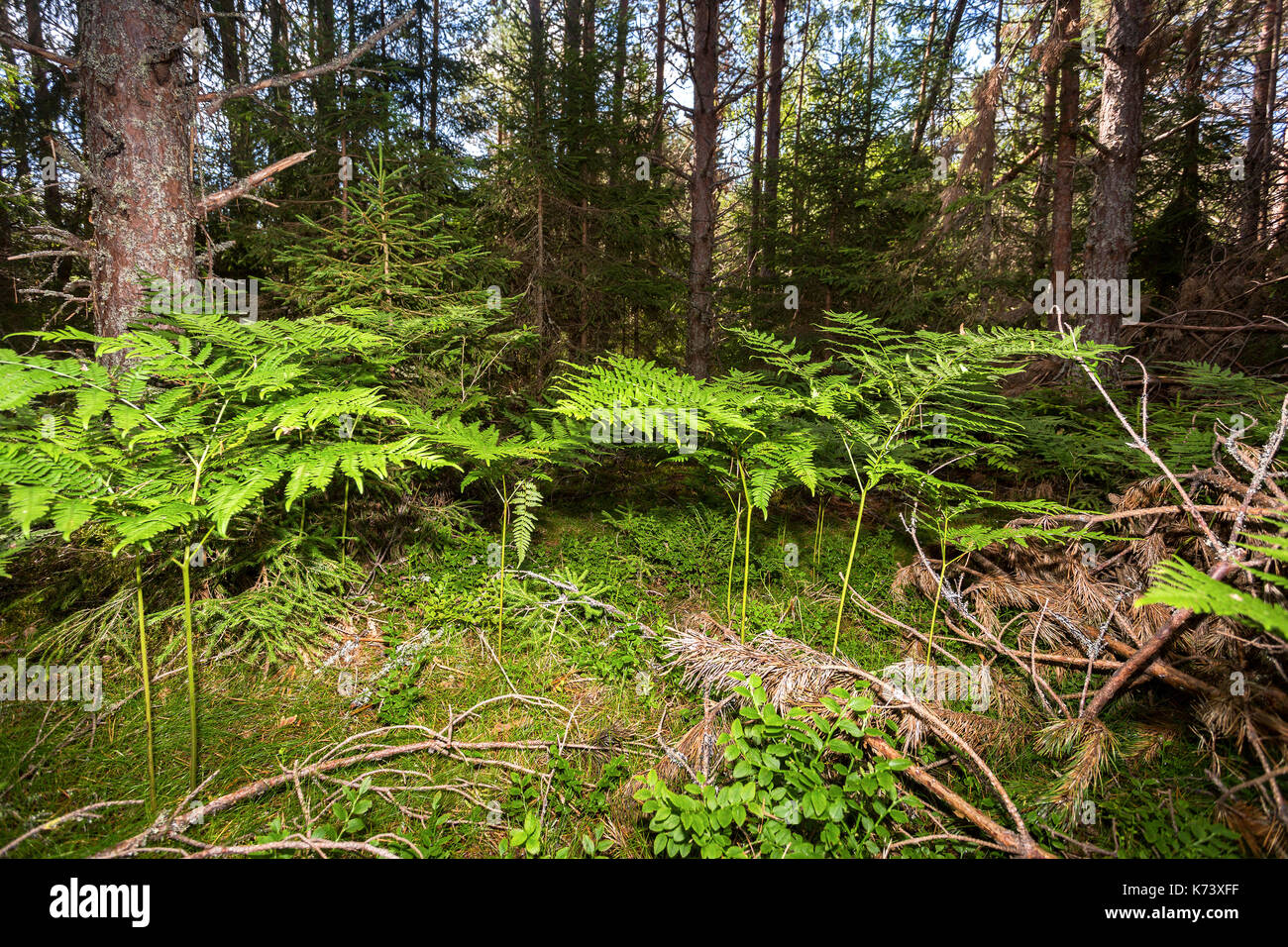 Fern pine hi-res stock photography and images - Alamy