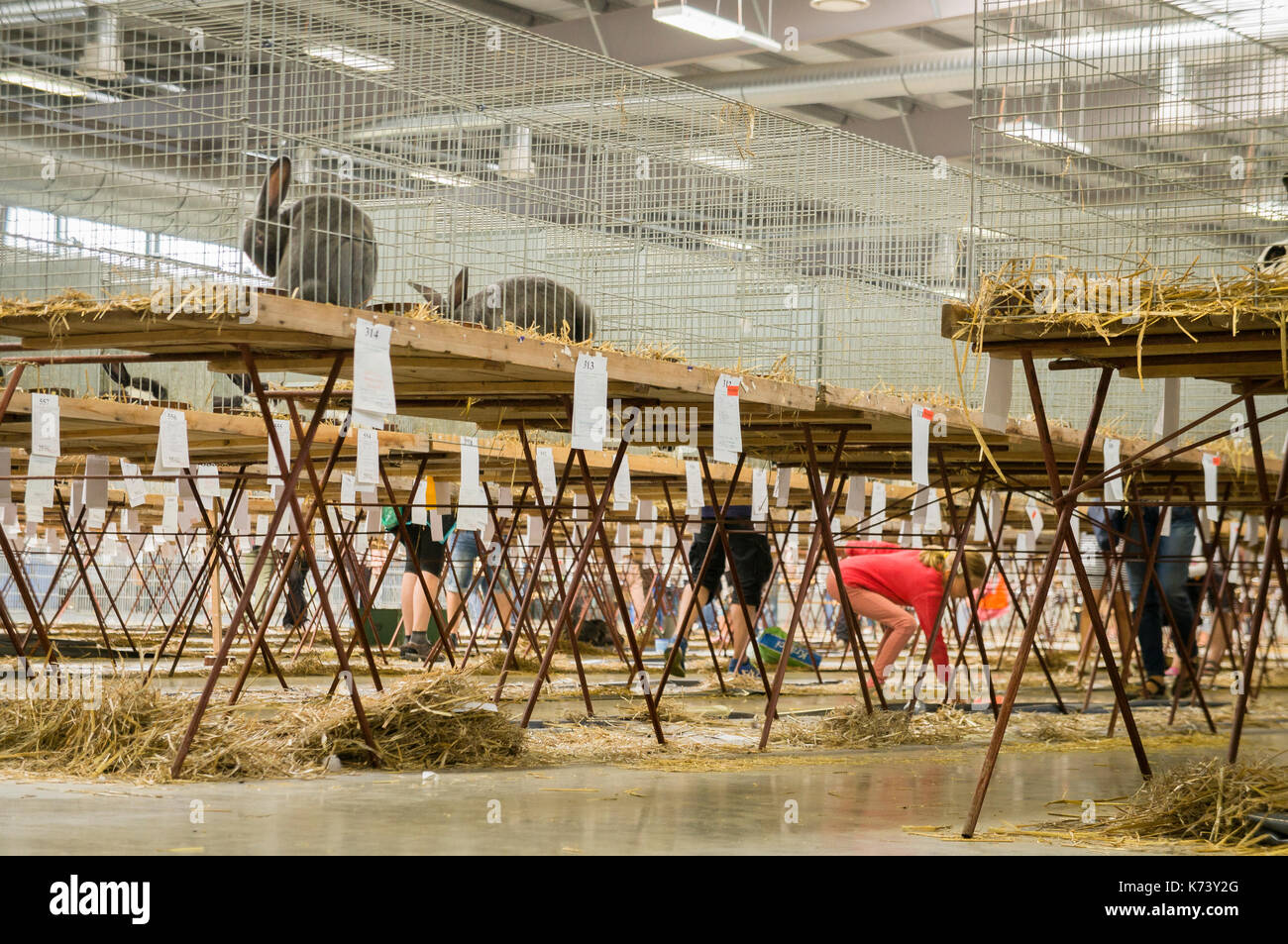 National exhibition of young rabbits,poultry and pigeons 2017 (Animal ...