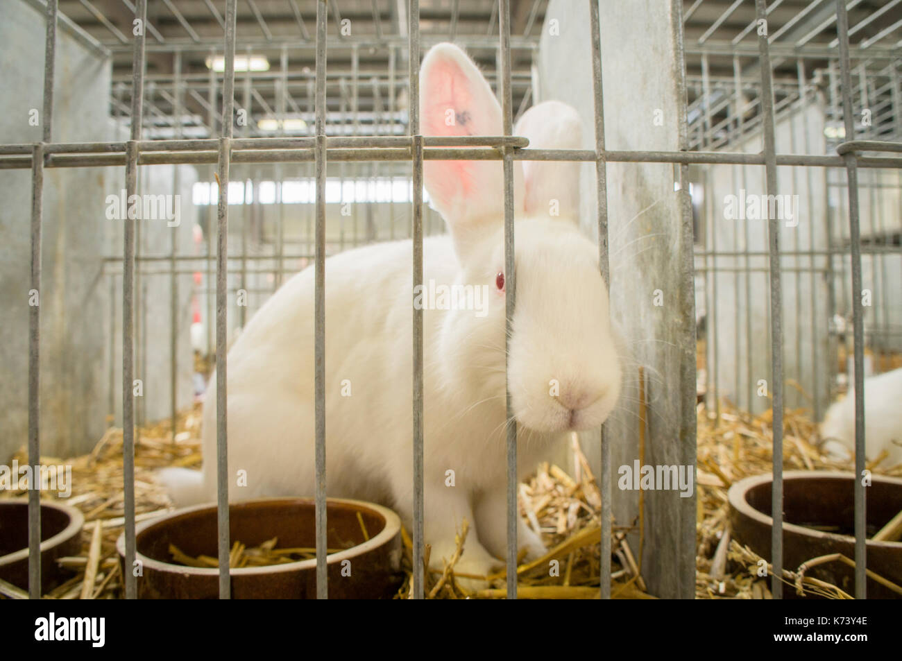 National exhibition of young rabbits,poultry and pigeons 2017 (Animal ...