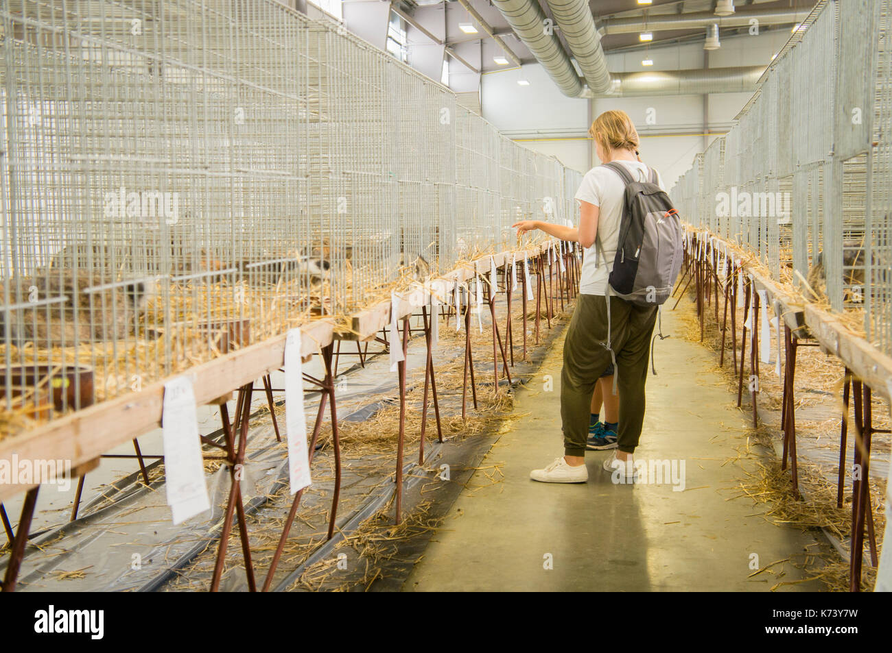 Rabbit exhibition breeding rabbits hi-res stock photography and images ...