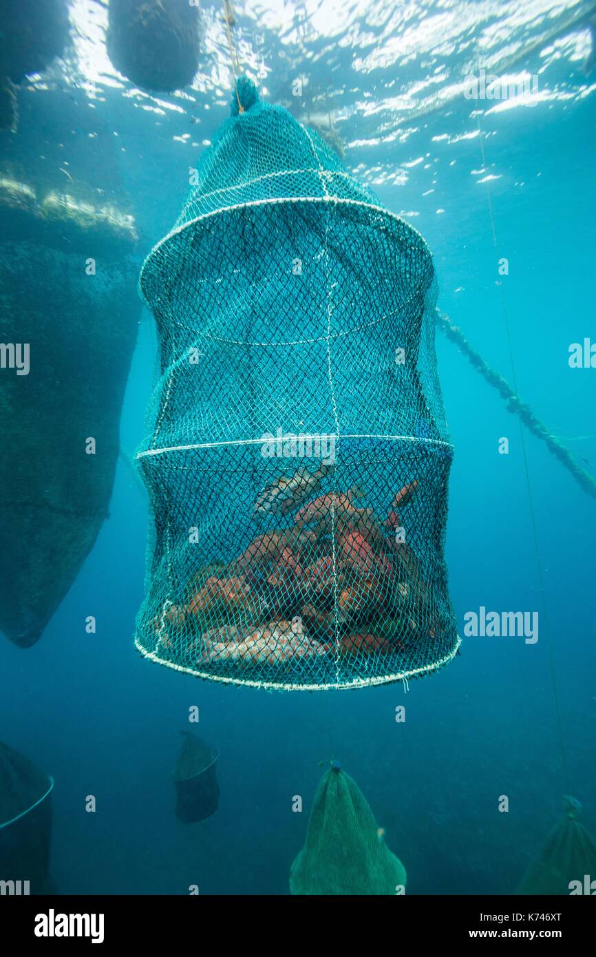 Philippines, Palawan, Taytay Bay, Biton Island, groupers in floating