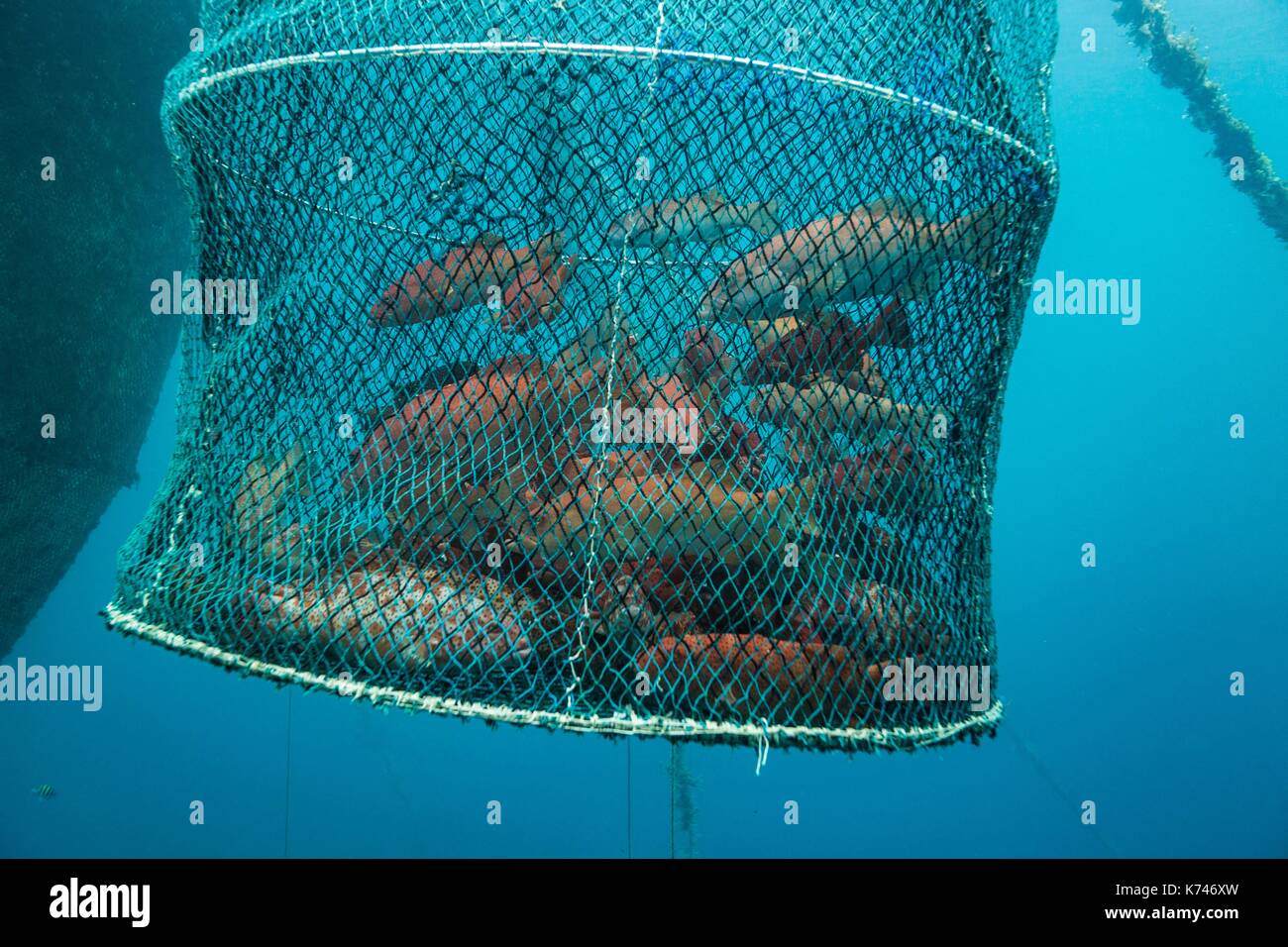 Philippines, Palawan, Taytay Bay, Biton Island, groupers in floating