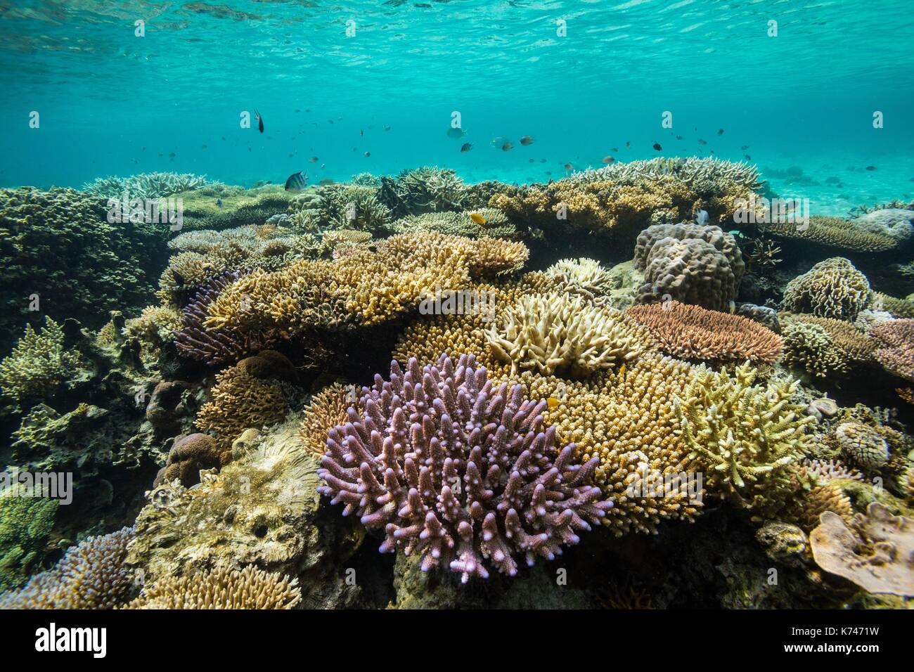 Philippines, Palawan, Taytay Bay, Isla Blanca, coral reef Stock Photo ...