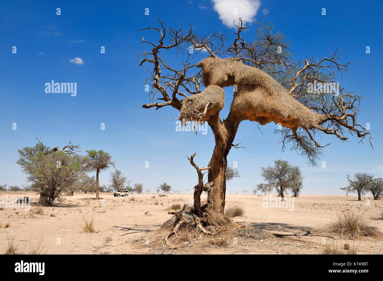 Namibia, Erongo region, Namib Naukluft National Park, Namib Desert, a large social weaver bird nest in a dead acacia tree Stock Photo