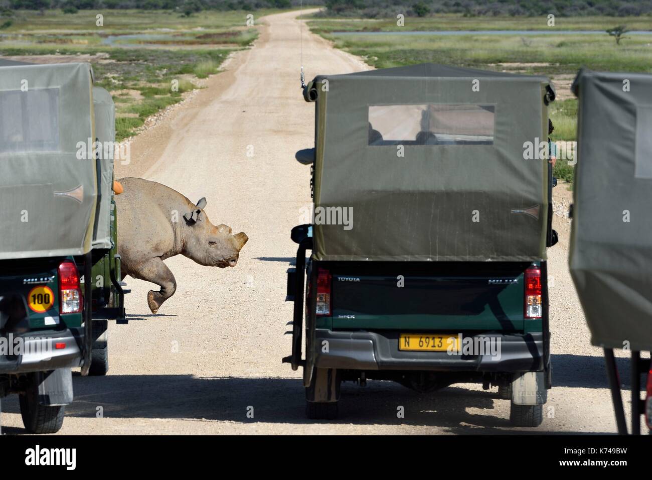 Namibia, Oshikoto region, Etosha National Park, black rhinoceros (Diceros bicornis) with the two horns cut to fight against poaching, passing on the gravel road in front of the tourists four-wheel drive Stock Photo
