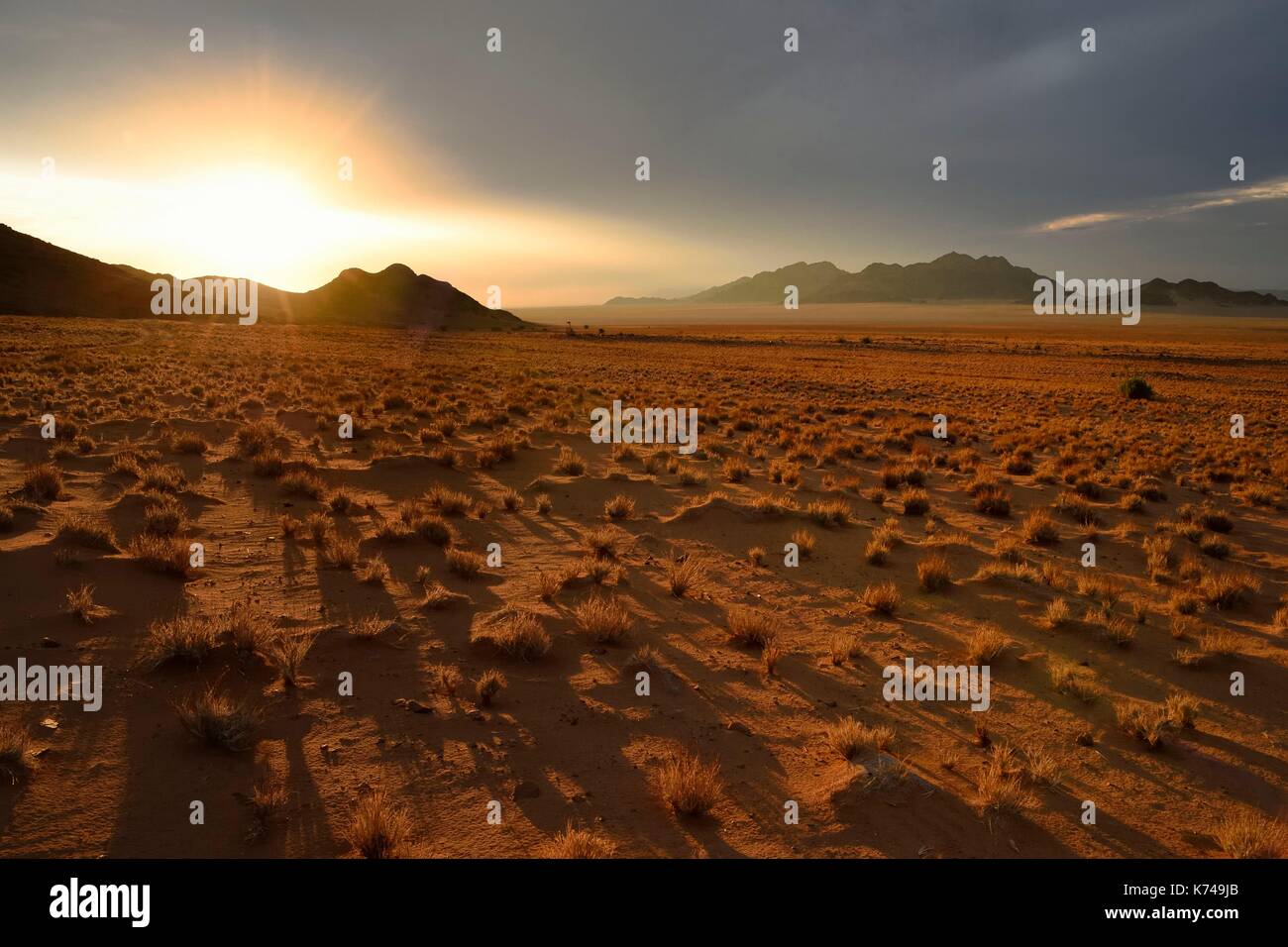 Namibia, Hardap region, Namib Desert East of the Namib Naukluft National Park towards Sossusvlei, grass covered desert plain at sunset Stock Photo