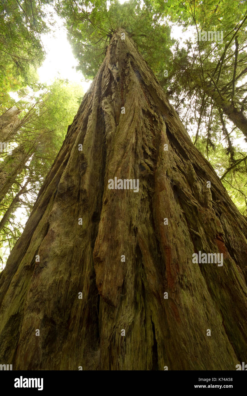 Huge redwood tree hires stock photography and images Alamy
