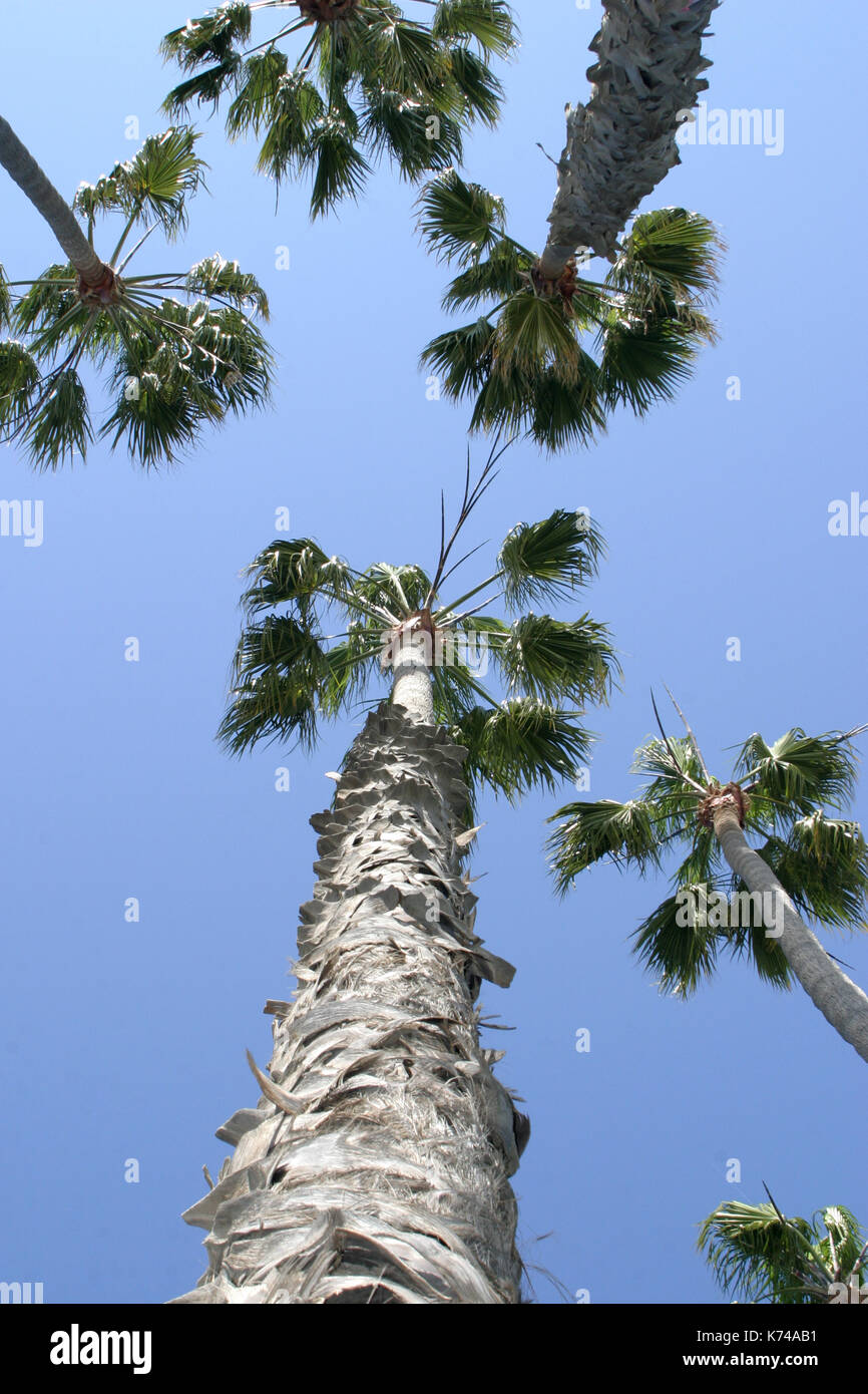 California Palm Trees Stock Photo Alamy