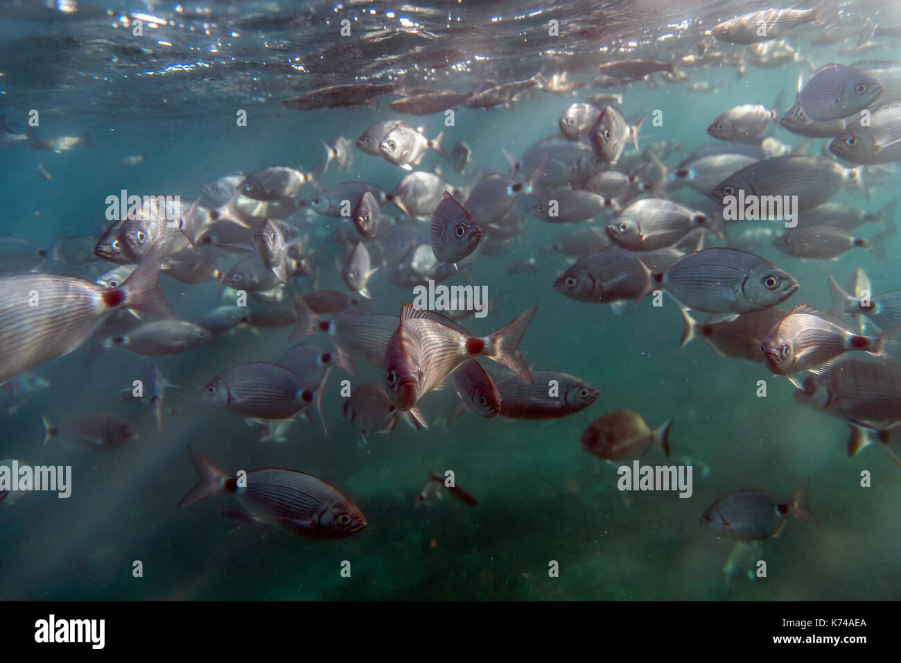 Fish bank in underwater marine reserve in Tabarca island, Spain Stock Photo