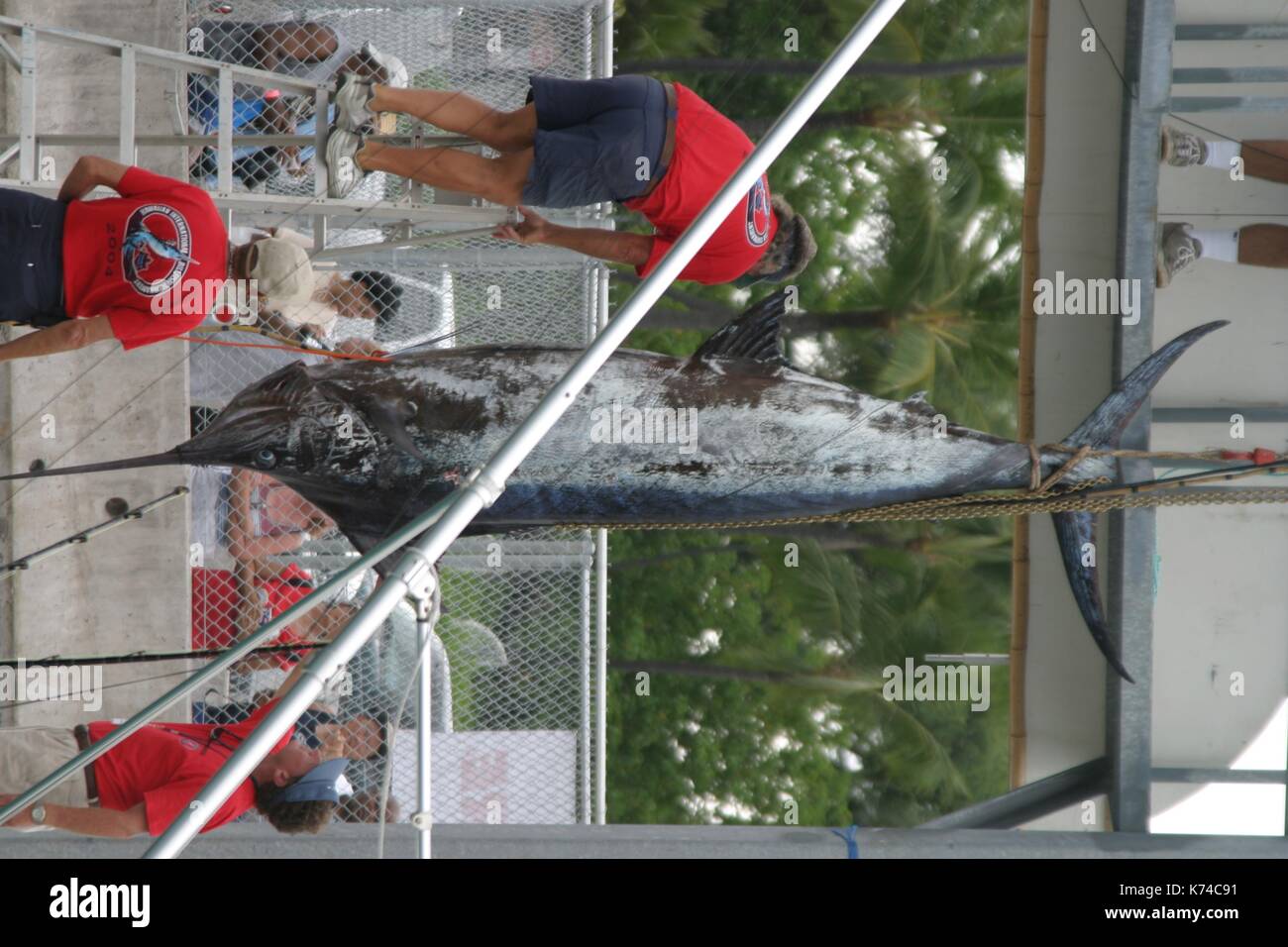 Fisherman catching a Marlin Fish Stock Photo - Alamy