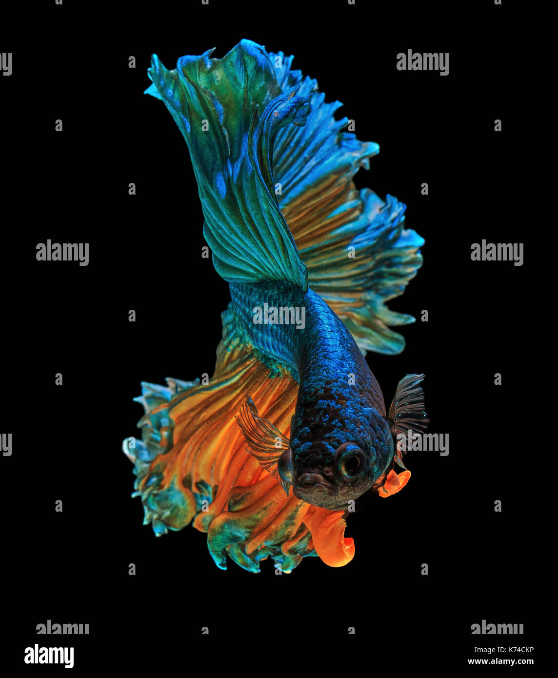 Fine art concept close up beautiful movement of 