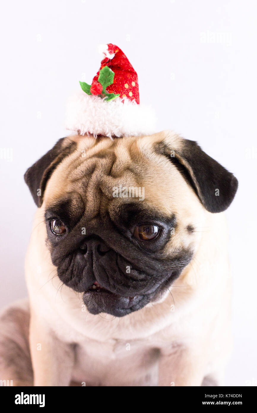 Crying pug dog hi-res stock photography and images - Alamy