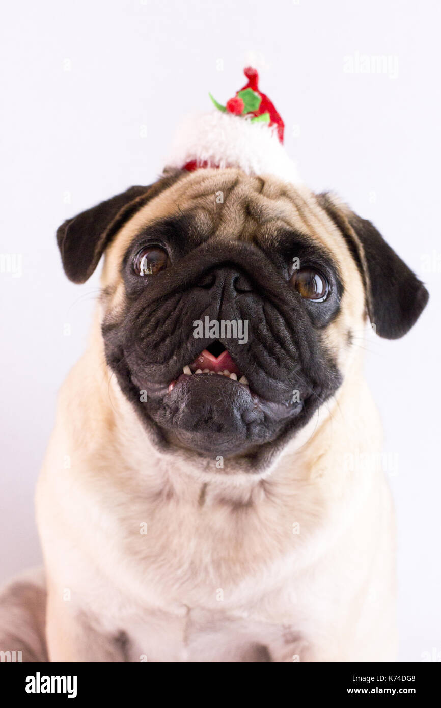 Crying pug dog hi-res stock photography and images - Alamy