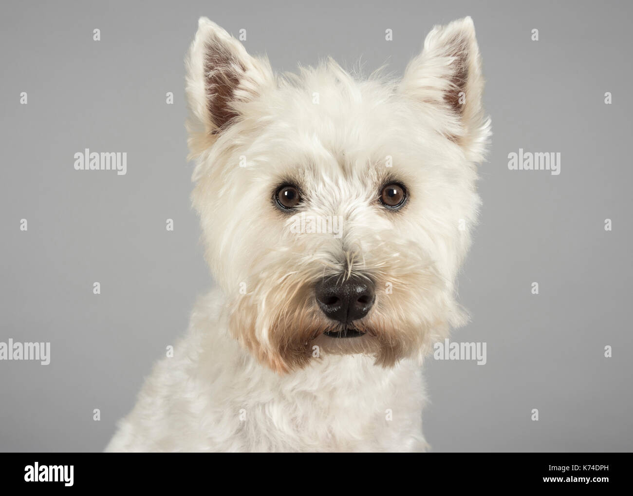 Portrait of a male, West Highland White Terrier, 3 yrs old, pet dog in the UK. Stock Photo