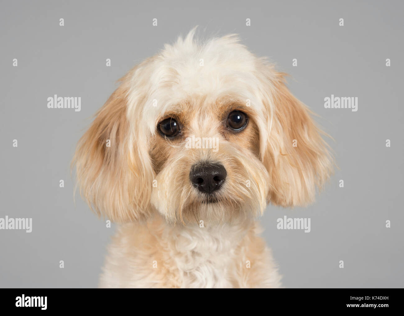 female cavapoo