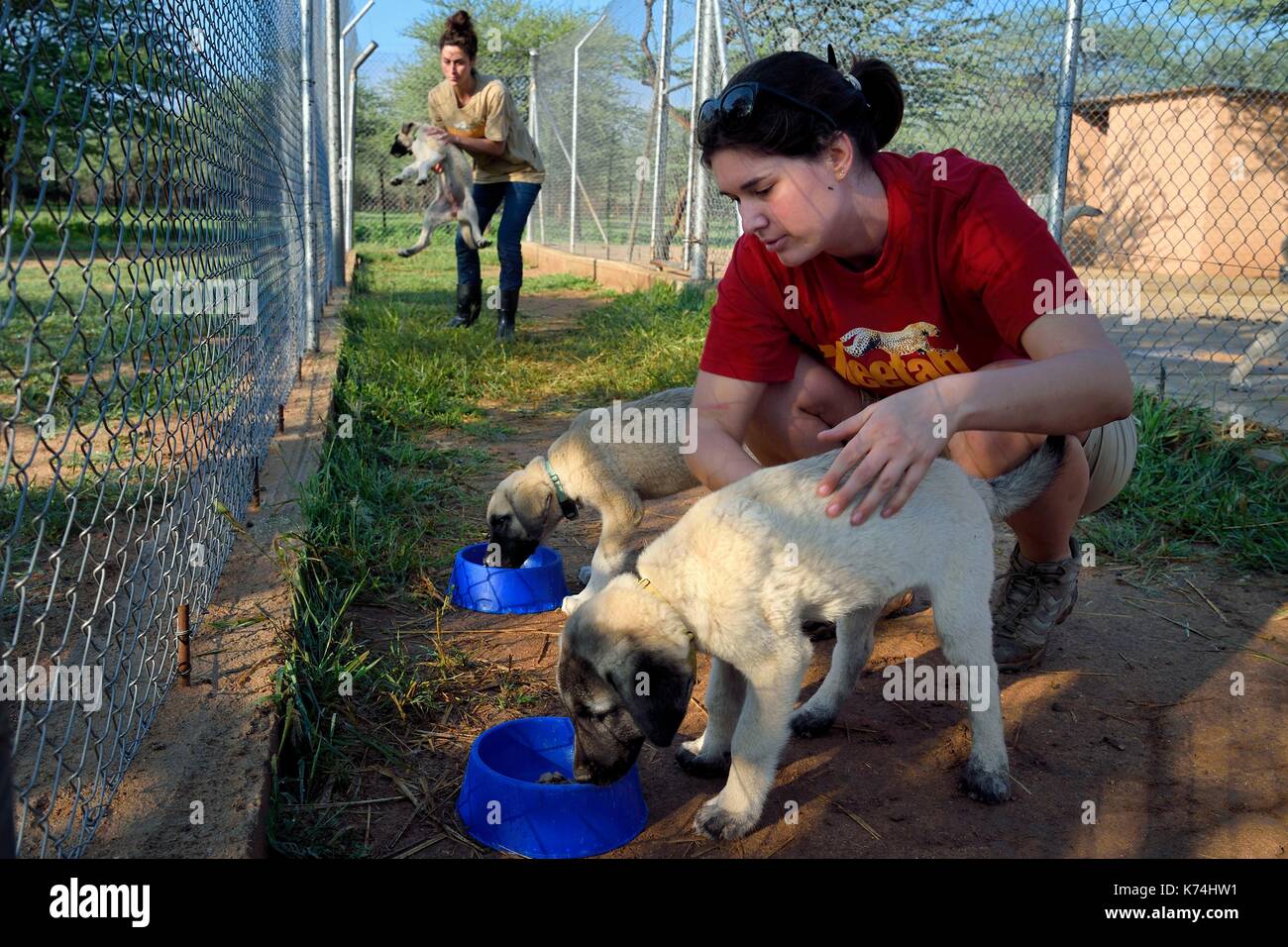 Dog Anatolian Shepherd Dog Kangal Stock Photos & Dog Dog Anatolian Shepherd Dog Kangal Stock Photos & Dog