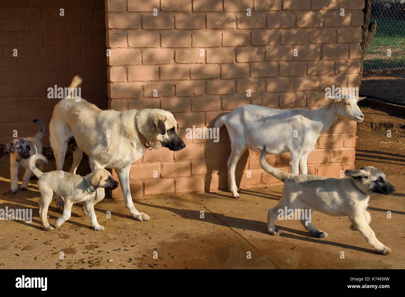 Kangal Dog Stock Photos & Kangal Dog Stock Images - Alamy Kangal Dog Stock Photos & Kangal Dog Stock Images - Alamy