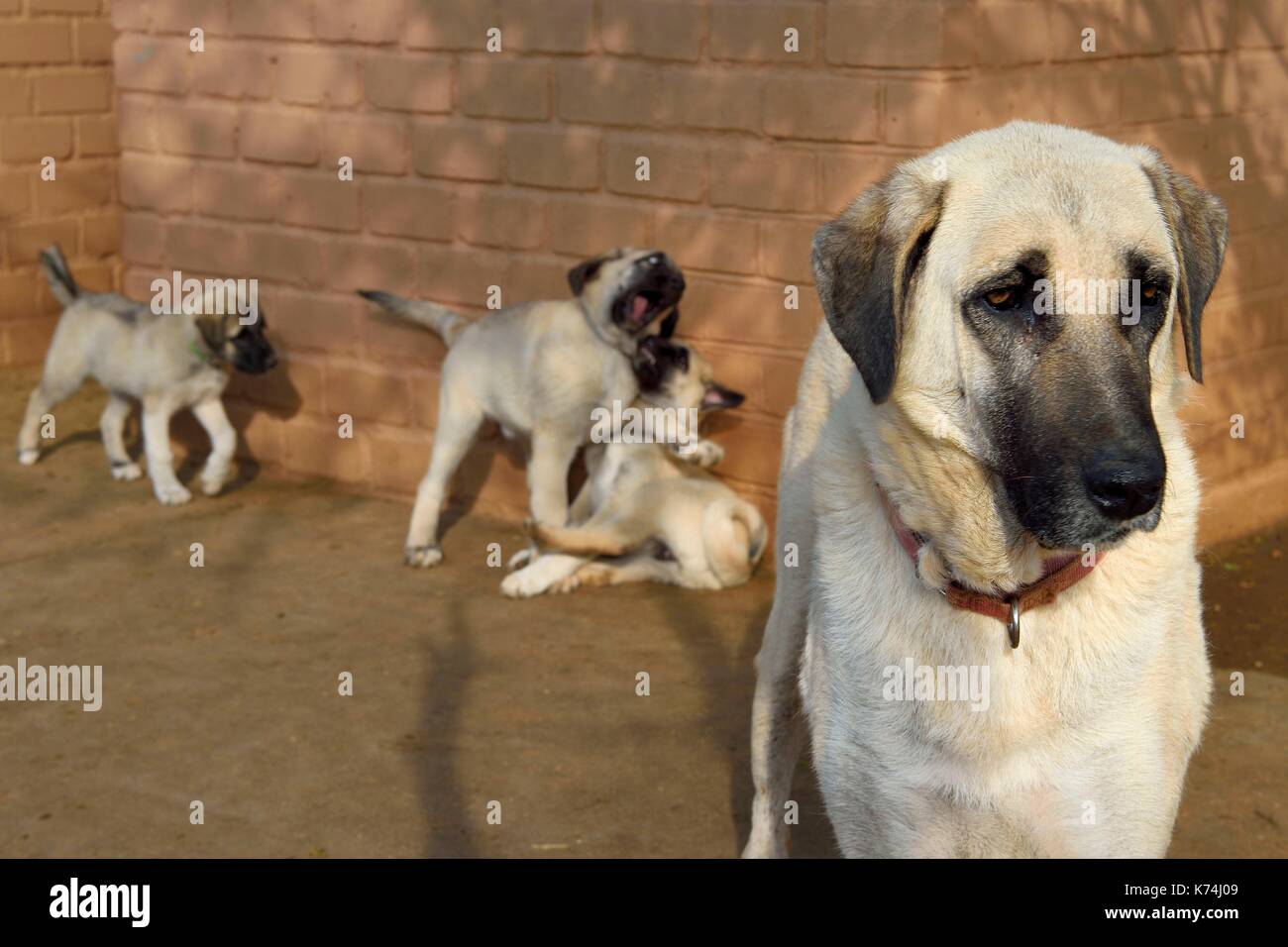 Kangal Dog Stock Photos & Kangal Dog Stock Images - Alamy Kangal Dog Stock Photos & Kangal Dog Stock Images - Alamy