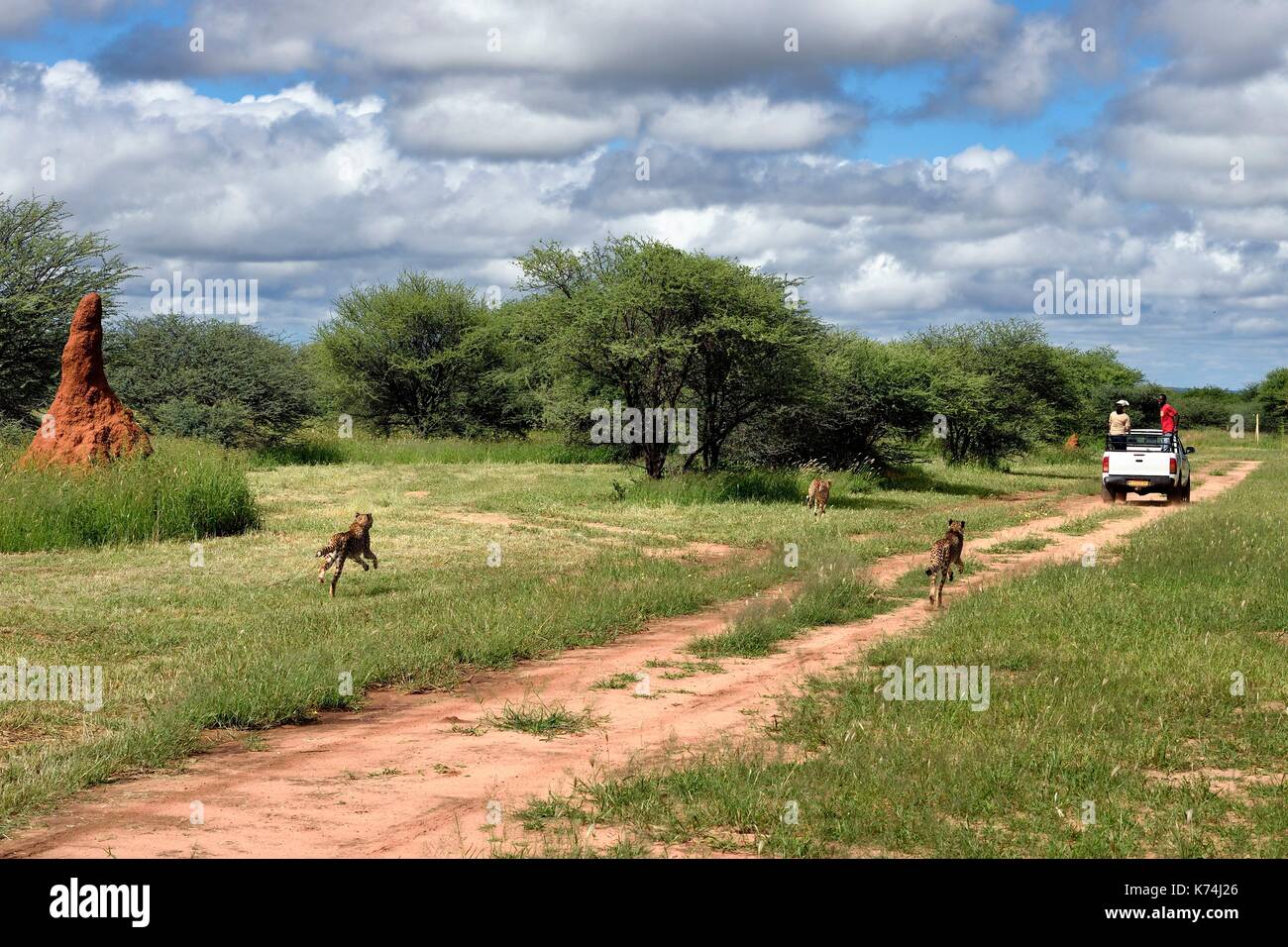 Namibia, Otjiwarongo, Cheetah Conservation Fund, research and education centre, cheetahs (Acinonyx jubatus), feeding from a moving pick-up, the purpose of the exercise is to keep them in shape Stock Photo