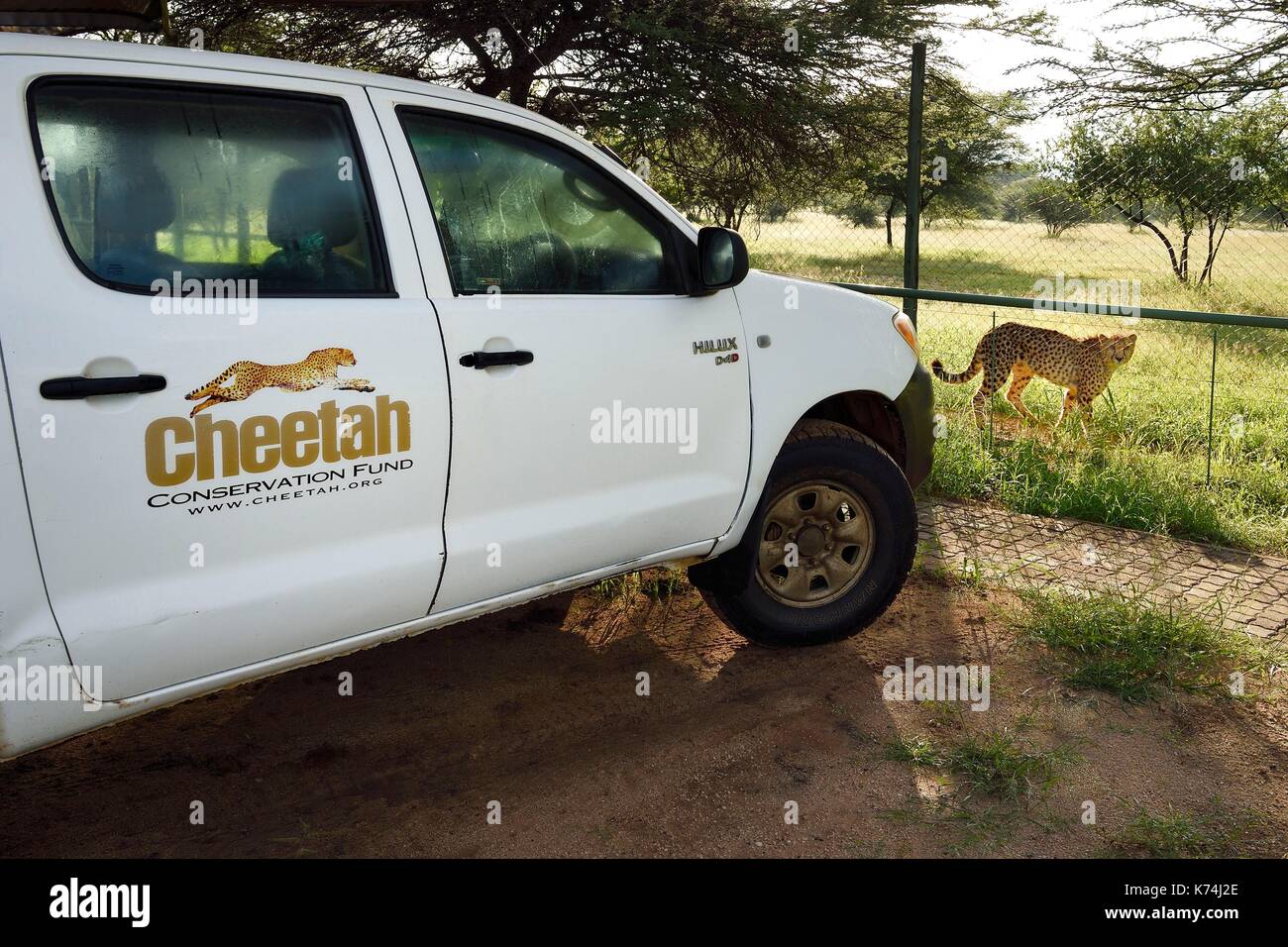 Namibia, Otjiwarongo, Cheetah Conservation Fund, research and education centre, cheetah (Acinonyx jubatus) in its enclosure Stock Photo